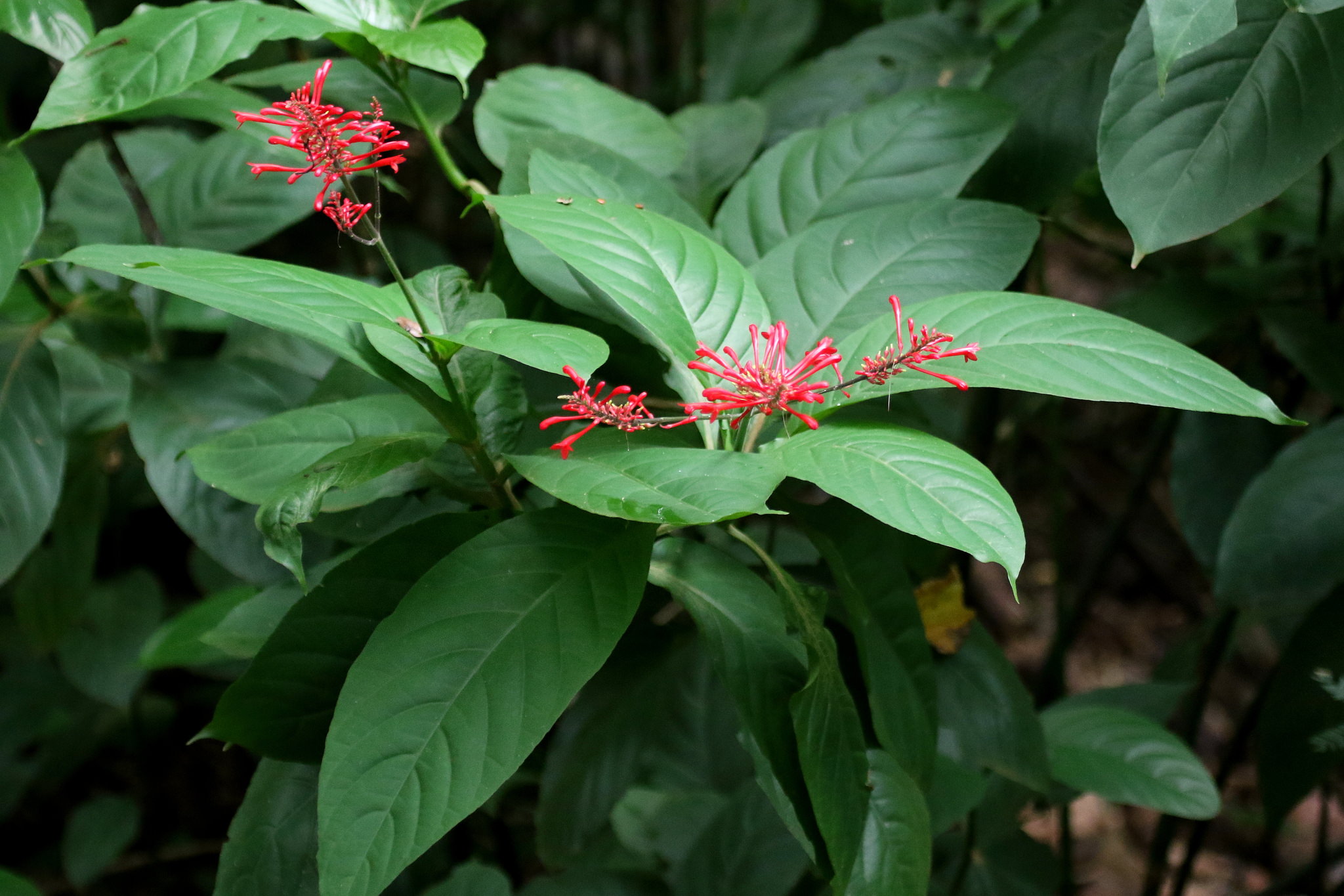 Odontonema cuspidatum
